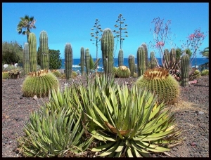 Cactus - Tenerife